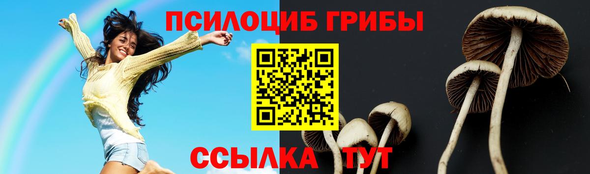 Псилоцибиновые грибы Psilocybine cubensis Гусев